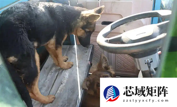 两只狗“合伙作案”开走主人三轮车：撞上一辆轿车