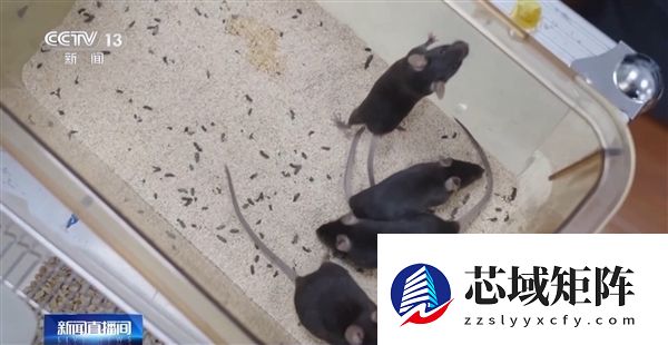 首次太空出征！我国四只“飞天小鼠”名字揭晓 还有专属卡通形象