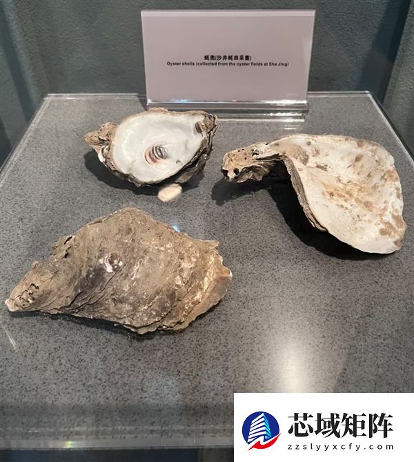 展品过于接地气！网友玩梗称深圳博物馆“不怕被盗”