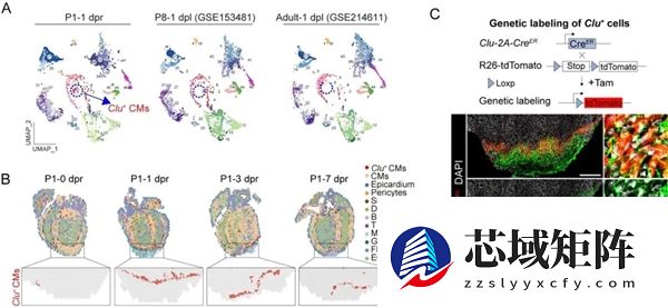 科学家惊喜发现：心脏能“自愈”了