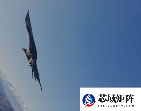 老鹰空中抓走大疆无人机 带上山顶“玩自拍”