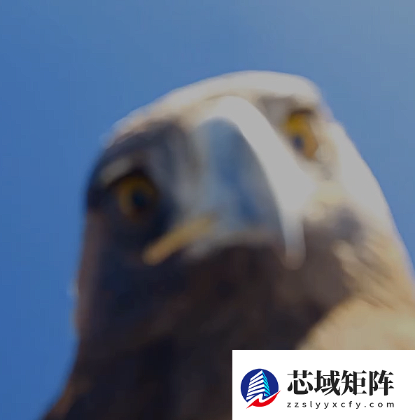 老鹰空中抓走大疆无人机 带上山顶“玩自拍”