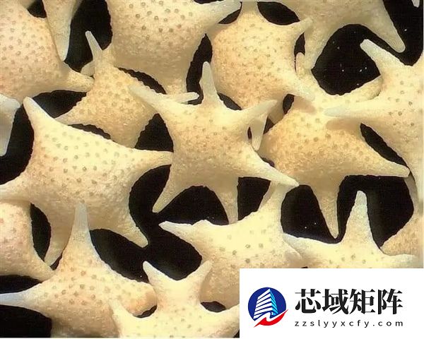 冲绳海滩上成千上万的小“星星” 是生物5亿年堆积起来的
