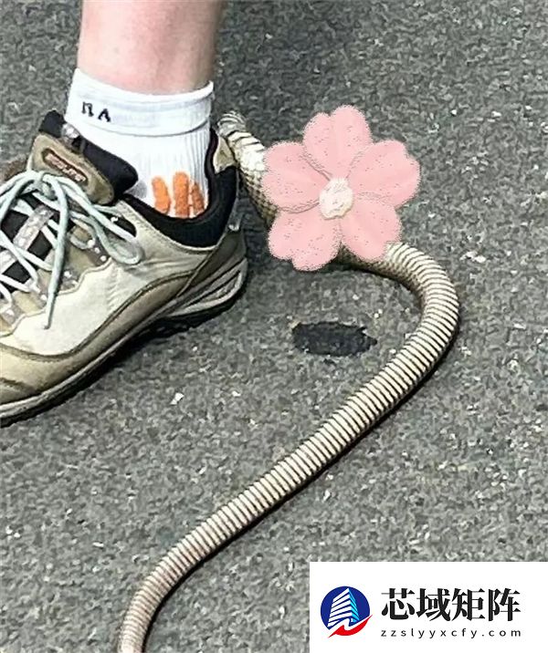 澳洲女子户外寻宝偶遇剧毒蛇 人很淡定蛇却慌了