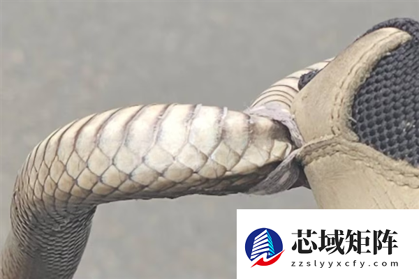 澳洲女子户外寻宝偶遇剧毒蛇 人很淡定蛇却慌了