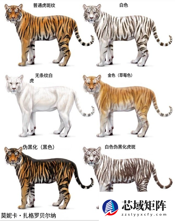 为啥动物园里的白虎大多是孟加拉虎？所有白虎真都是同一只老虎的后代吗？