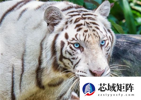 为啥动物园里的白虎大多是孟加拉虎？所有白虎真都是同一只老虎的后代吗？