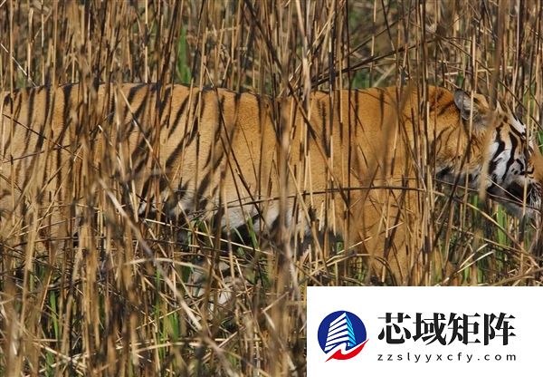 为啥动物园里的白虎大多是孟加拉虎？所有白虎真都是同一只老虎的后代吗？