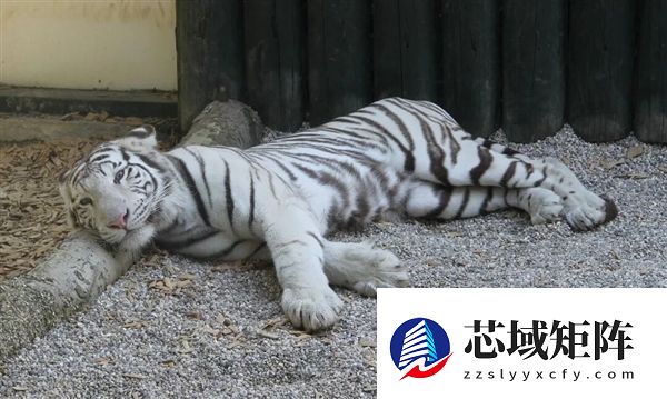 为啥动物园里的白虎大多是孟加拉虎？所有白虎真都是同一只老虎的后代吗？