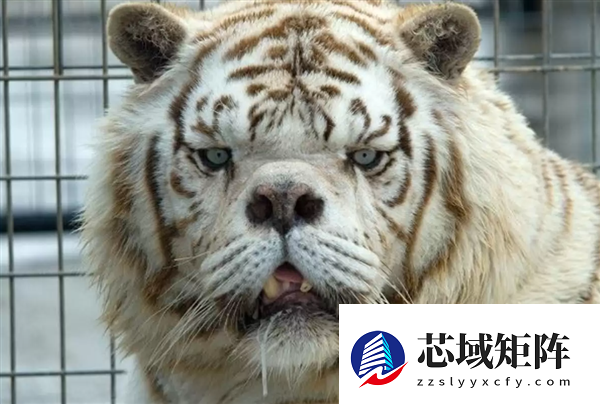 为啥动物园里的白虎大多是孟加拉虎？所有白虎真都是同一只老虎的后代吗？