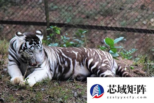 为啥动物园里的白虎大多是孟加拉虎？所有白虎真都是同一只老虎的后代吗？