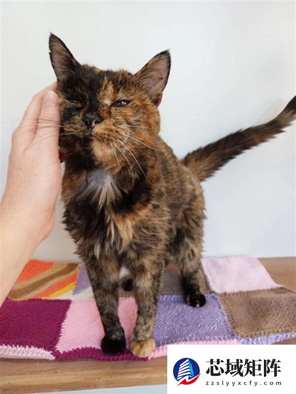 世界上最长寿的在世猫咪30岁了：相当于人类140-150岁