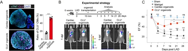 科学家惊喜发现：心脏能“自愈”了