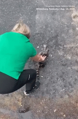 夜闯店铺偷酒喝 还喝得烂醉 美国“惯犯”浣熊醉倒在马桶边走红