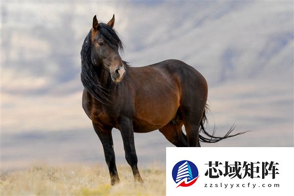 原来古人给马起了这么多名字 网友：孙悟空的弼马温不好当