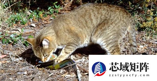 新西兰启动野猫清零计划：2050年前杀光 一只不留！