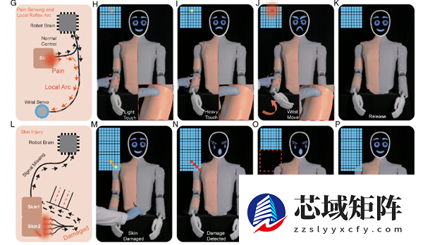 温柔点儿 机器人也怕疼了！电子皮肤主动痛觉+损伤自检双buff拉满