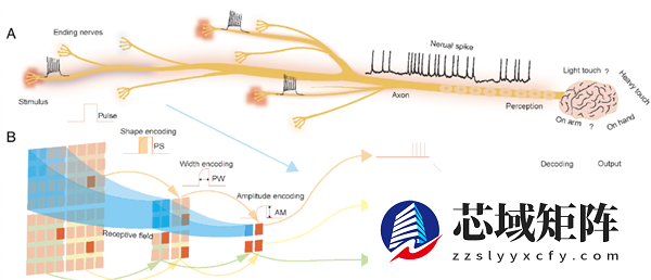 温柔点儿 机器人也怕疼了！电子皮肤主动痛觉+损伤自检双buff拉满