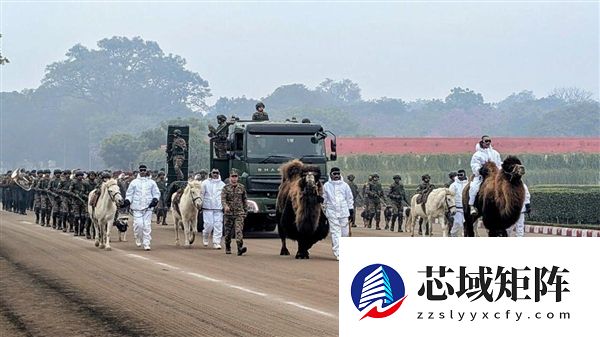 再创先河！印度阅兵将首次派出军用动物方队：有骆驼、马还有鸟