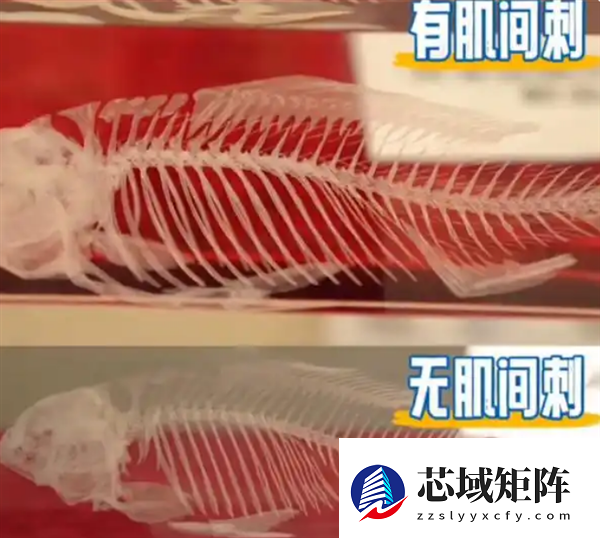 43岁女科学家培育世界首例无刺武昌鱼 有望两年内上市