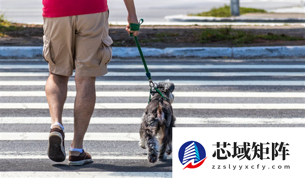 女子遛狗被拽倒索赔8千 法院：因狗绳太长担次责