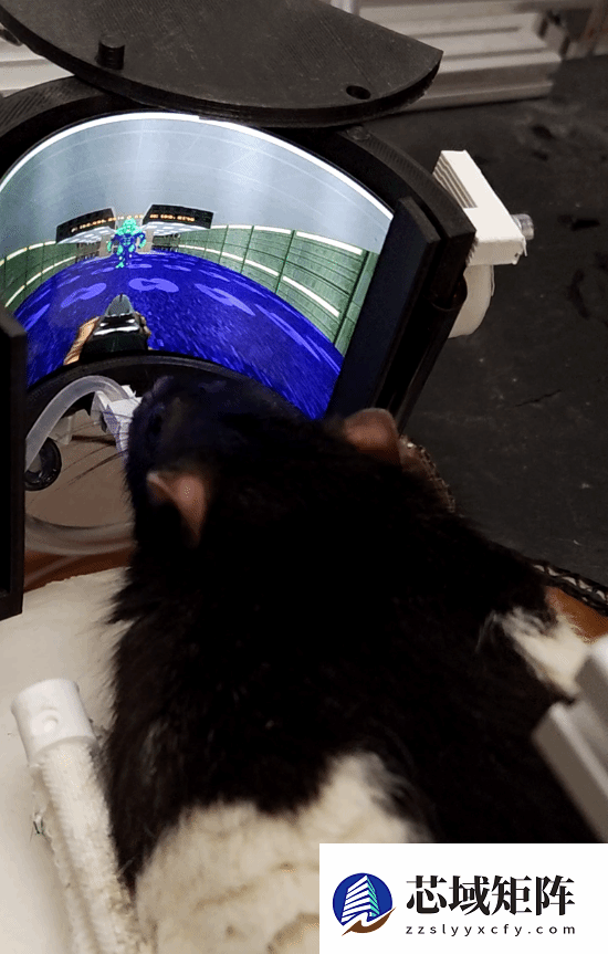 老鼠玩毁灭战士：开源VR系统实现动物虚拟交互