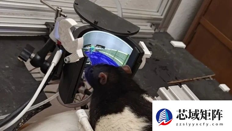 大鼠操控毁灭战士：工程师团队发布开源交互系统