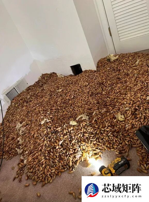 凿开墙壁掉出来600多斤橡果 啄木鸟：天塌了！