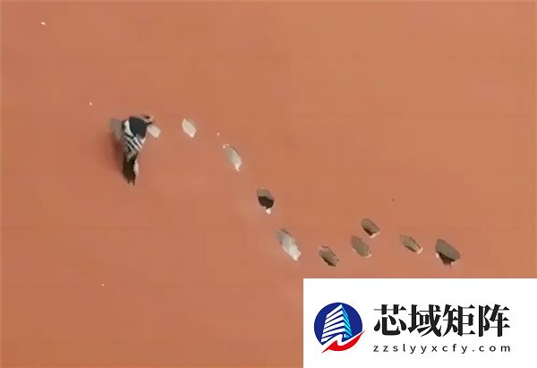 凿开墙壁掉出来600多斤橡果 啄木鸟：天塌了！