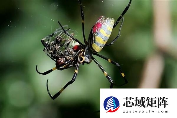 为什么交配后 雌性蜘蛛在总是喜欢吃掉雄性