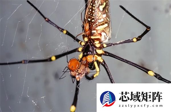 为什么交配后 雌性蜘蛛在总是喜欢吃掉雄性