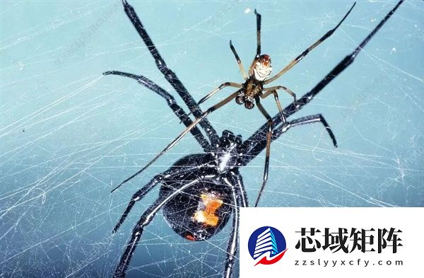 为什么交配后 雌性蜘蛛在总是喜欢吃掉雄性