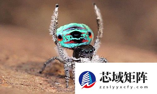 为什么交配后 雌性蜘蛛在总是喜欢吃掉雄性