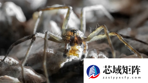 为什么交配后 雌性蜘蛛在总是喜欢吃掉雄性