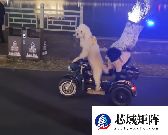 宠物狗骑电动车带另一只狗上街引争议 当地交警回应