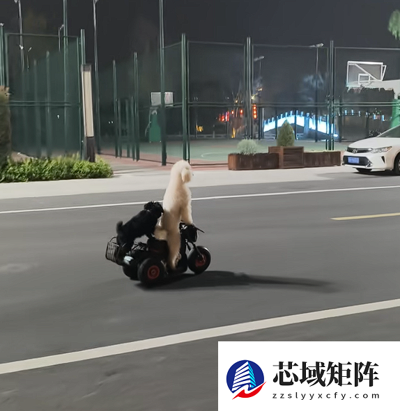 宠物狗骑电动车带另一只狗上街引争议 当地交警回应