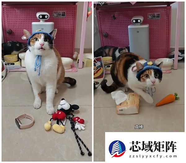 开年第一个顶流竟然是这只三花猫：抖音播放量突破3.2亿次