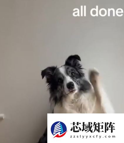 7岁边牧能识别220个玩具：获“英国最聪明狗狗”称号