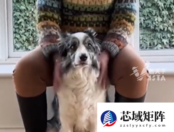 英国一边牧能识别220个单词：获封最聪明狗狗称号