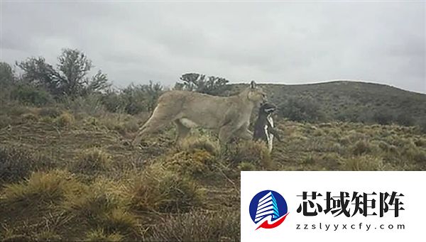 企鹅上岸后 成为美洲狮的囊中餐