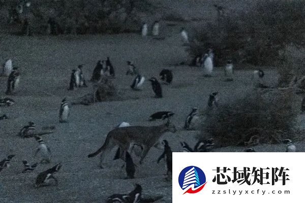企鹅上岸后 成为美洲狮的囊中餐