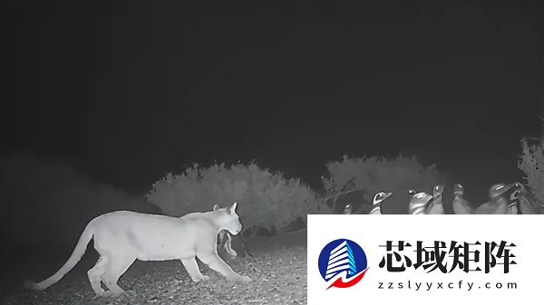 企鹅上岸后 成为美洲狮的囊中餐