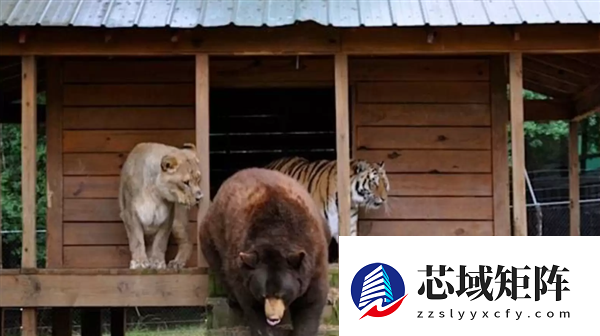 美国一个动物收容所里 黑熊、老虎和狮子成为了好朋友
