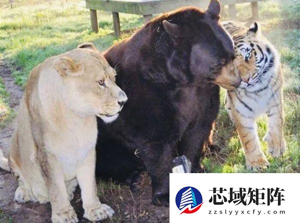 美国一个动物收容所里 黑熊、老虎和狮子成为了好朋友