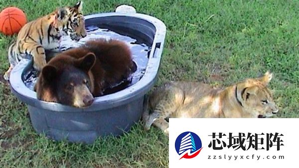美国一个动物收容所里 黑熊、老虎和狮子成为了好朋友