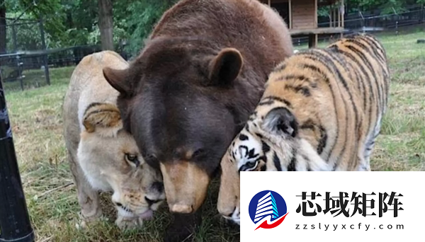 美国一个动物收容所里 黑熊、老虎和狮子成为了好朋友