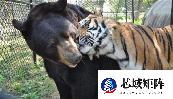 美国一个动物收容所里 黑熊、老虎和狮子成为了好朋友