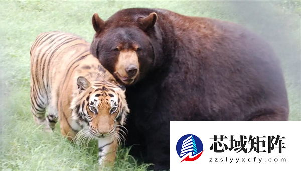美国一个动物收容所里 黑熊、老虎和狮子成为了好朋友