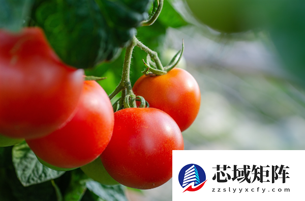 暴涨近10倍 西红柿价格为何走高：专家释疑 预计3月下旬价格回落