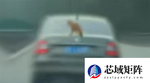 汽车高速上100km/h飞驰：后备箱上竟趴了只猫！交警：属实